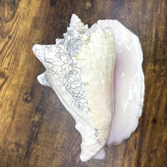 Natural Queen Horned Conch Shell 8.5" GORGEOUS COLORS Peach Glossy Pink Inside - Picture 3 of 9